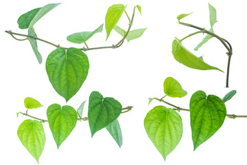 Green betel leaf isolated on the white background with clipping path.