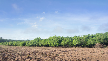 mango field of a flowering in tropical country. agricultural concept