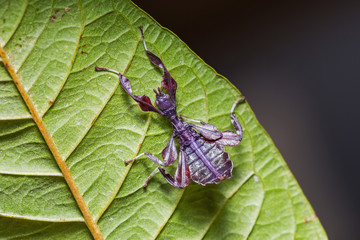 Young leaf insect (Phyllium ericoriai)