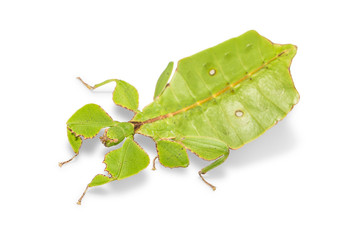 Female leaf insect (Phyllium ericoriai)