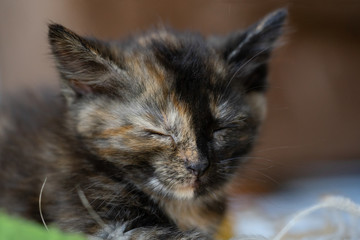 Cute little calico kitten with blue eyes is sitting on the floor, is sleeping