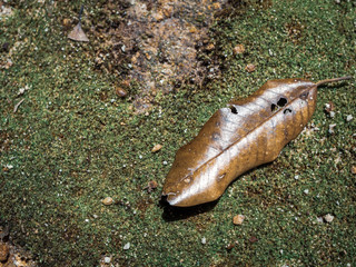 Dry leaf on moss