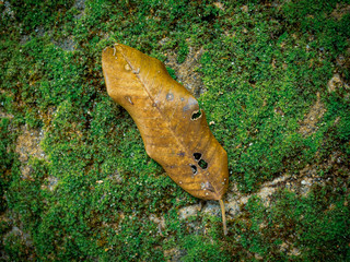 Dry leaf on moss