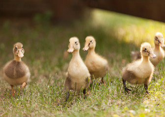 Ducklings in a group