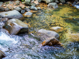 Mahseer barb fish swimming