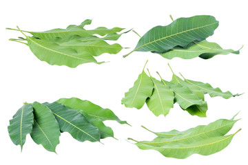 leaves  mango on white background, clipping path