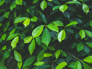 Green leaves pattern background