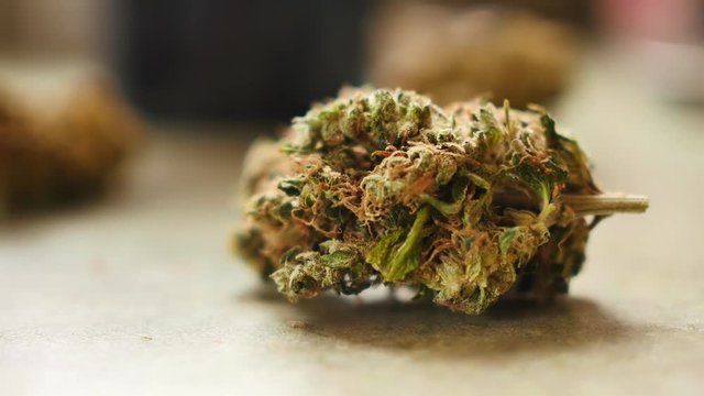 Big marijuana bud sits on counter