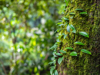 Moss and parasite leaves cover on tree trunk
