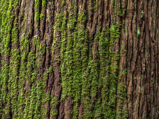 Moss cover on tree trunk texuture