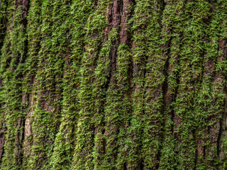 Moss cover on tree bark texuture