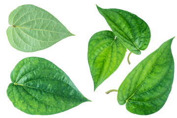 Green betel leaf isolated on the white background with clipping path.