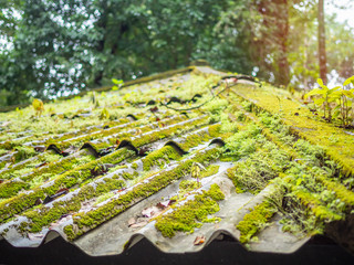 Roof tile covered with green moss