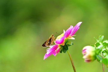 懸命にダリアの蜜を吸うイチモンジセセリ