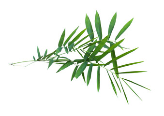 bamboo isolated on gray background with clipping path