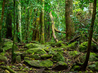 Rainforest landscape