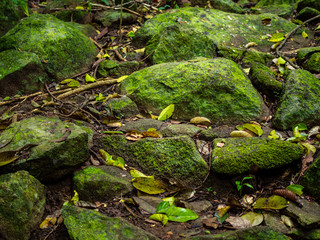 Green moss covered stones