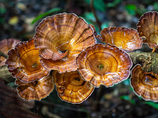 Microporus Xanthopus mushroom in the jungle
