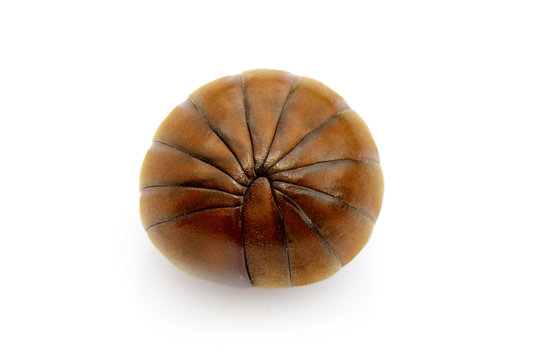 Image of pill millipede(Oniscomorpha) isolated on a white background. Glomerida. Insect. Animal.