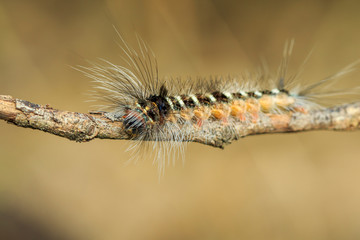 Image of Hairy caterpillar on tree branch on natural background. Insect. Worm. Animal.