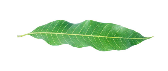 Obraz premium Green leaves of mango isolated on gray background, clipping path.