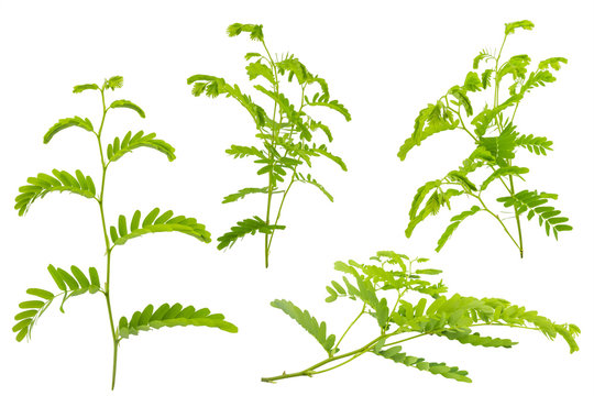 Tamarind leaves isolated on white background with clipping path.