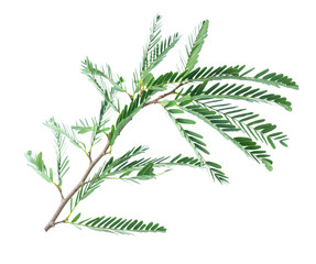 Tamarind leaves isolated on gray background with clipping path.