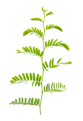 Tamarind leaves isolated on gray background with clipping path.