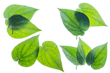 Green betel leaf isolated on the white background with clipping path.