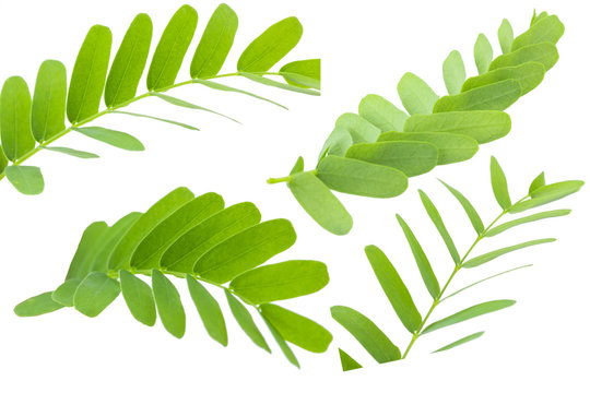 Tamarind leaves isolated on white background with clipping path.