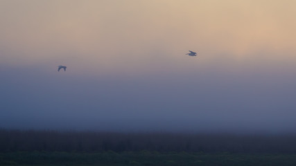birds flying in the sky