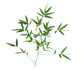 bamboo isolated on gray background with clipping path