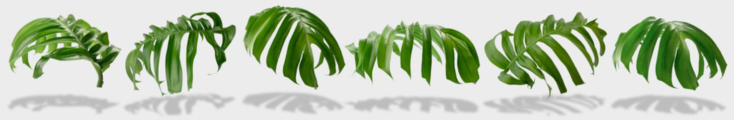 tropical jungle monstera leaves isolated on gray background with clipping path