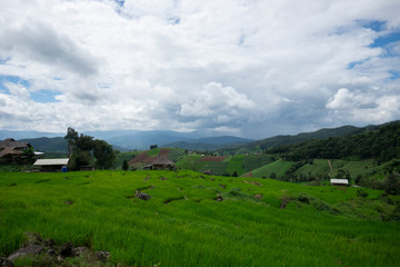 Rice field at Pah Pong Piang (Mae Cham), Chiang Mai, Thailand.