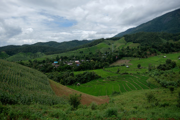 Fototapeta na wymiar Rice field at Pah Pong Piang (Mae Cham), Chiang Mai, Thailand.