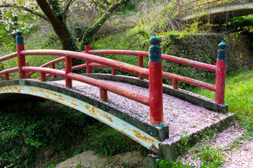 Sakura and cherry blossom in Japan