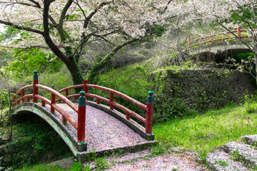 Sakura and cherry blossom in Japan