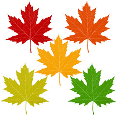 Autumn Leaves Isolated On White