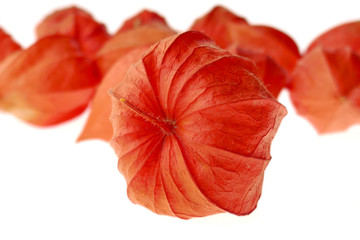 physalis isolated on white background.orange physalis close-up.Physalis alkekengi
