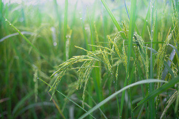 Jasmine rice began to grow up, Late in the rainy season, The fog is covered.
