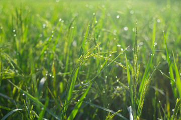 Rice field is growing up and dew in the morning, Rice plant have bright green.