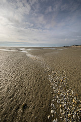 Fototapeta na wymiar Line of seashells into the beach, Somme Bay, Picardy, France.