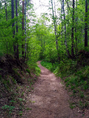 Hiking trail in a green birch forest