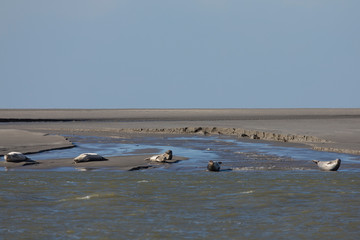 Seals on the sand at Pointe du Hourdel, Picardy, France.