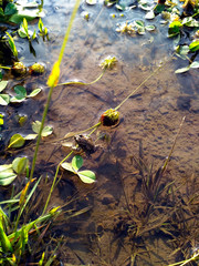 A small frog sitting on a stem in a shallow pond with leaves and bubbles