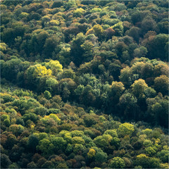 Fototapeta na wymiar vue aérienne d'une forêt à Entrées-sur-Noye dans la Somme en France
