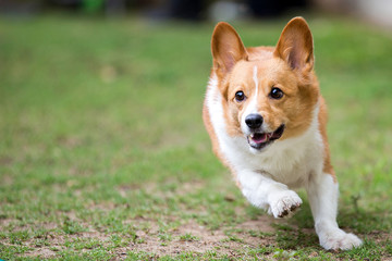 Pembroke Welsh Corgi Running Motion Frozen, Action