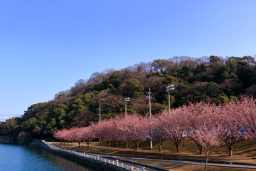 Fototapeta premium 蜂須賀桜並木