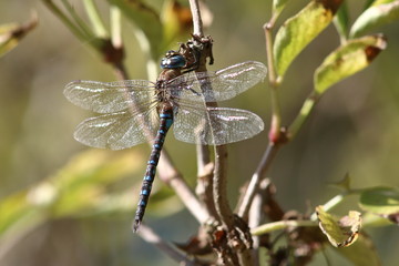 Mosaikjungfer - Libelle