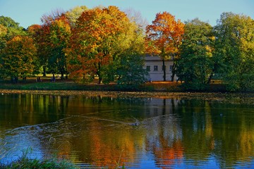 Fototapeta na wymiar Beautiful colorful landscape. Autumn city park. Autumn at the pond. Golden autumn 